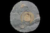Orange Declivolithus Trilobite (Pos/Neg Split) Morocco #92492-2